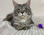 Кошки в Дмитрове: Голубой серебристый мраморный кот мейн кун Dimash Мальчик, 10 000 руб. - фото 4