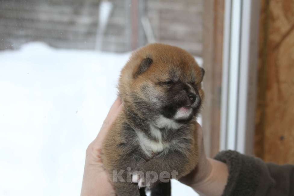 Собаки в Самаре: сиба Девочка, 45 000 руб. - фото 2