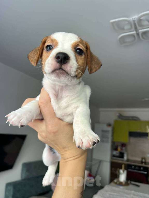 Собаки в Одинцово: Щенок Джек Рассел терьер Мальчик, 45 000 руб. - фото 6