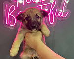 Собаки в Раменском: Спасенные от гибели на морозе малыши ищут дом Мальчик, Бесплатно - фото 1