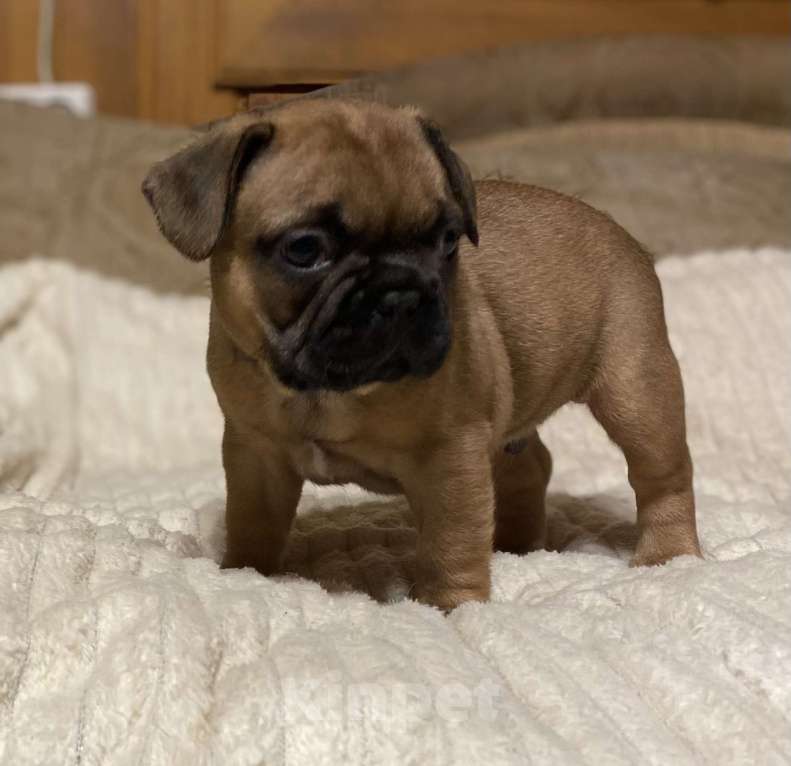 Собаки в Санкт-Петербурге: Шикарный мальчик французик  Мальчик, Бесплатно - фото 7