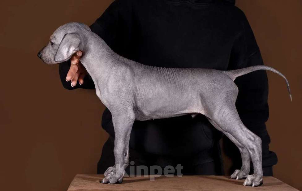 Собаки в Рыбинске: В продаже щенки ксолоитцкуинтли стандартного размера Мальчик, 100 000 руб. - фото 1