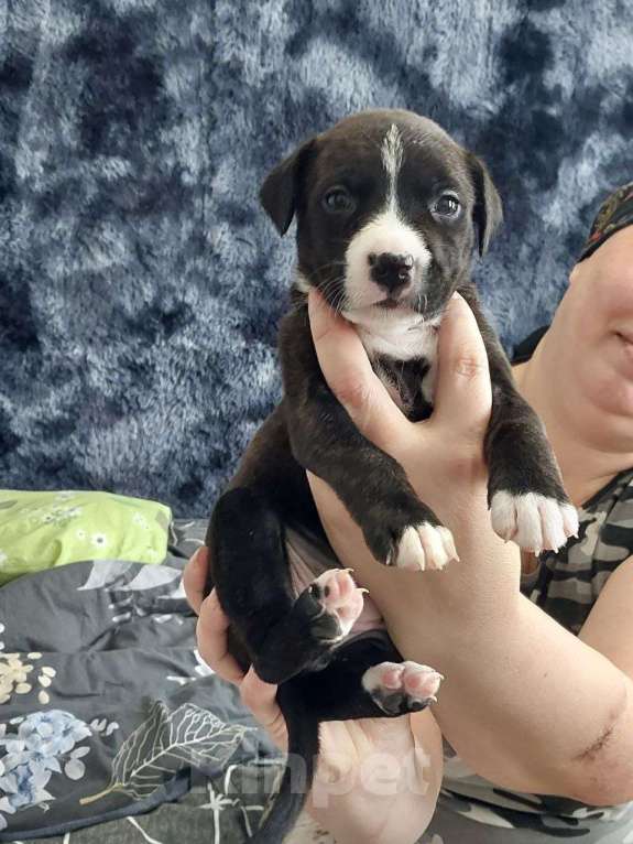 Собаки в Оренбурге: Продам собачку Стаффорд Девочка, 11 000 руб. - фото 1