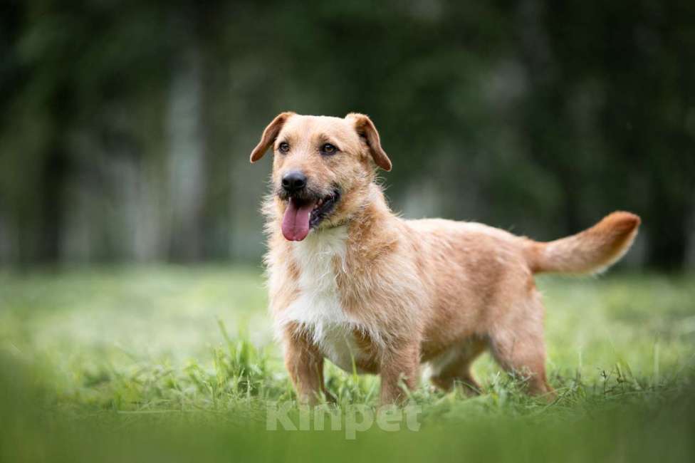 Собаки в Москве: Иннокентий Мальчик, Бесплатно - фото 5