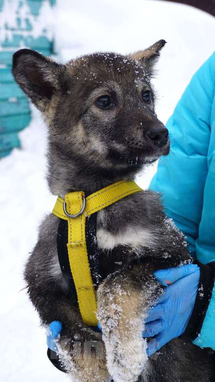 Собаки в Ногинске: Вегас Мальчик, Бесплатно - фото 3