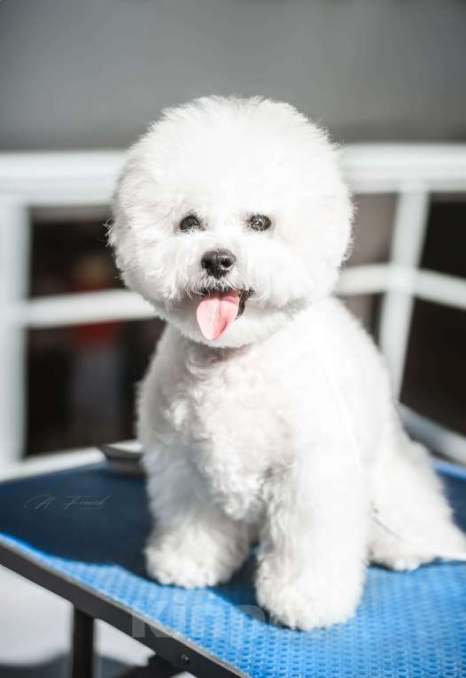 Собаки в Новосибирске: Бишон фризе вязка Мальчик, Бесплатно - фото 6