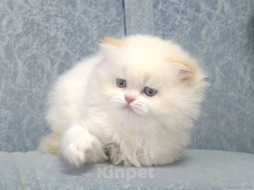 Кошки в Кисловодске: Шотландские котята Девочка, 35 000 руб. - фото 2