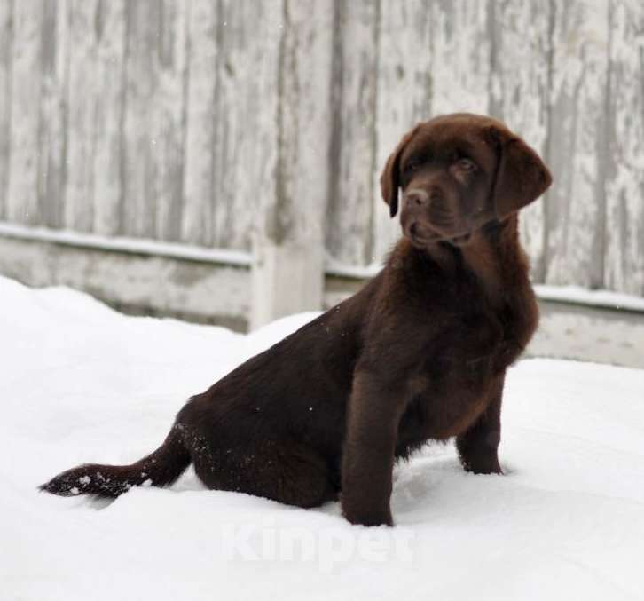 Собаки в Задонске: Девочка Лабрадора Мальчик, 65 000 руб. - фото 2