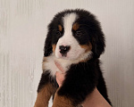 Собаки в других городах Саратовской области: Продажа щенков Бернского Зенненхунда Мальчик, Бесплатно - фото 8