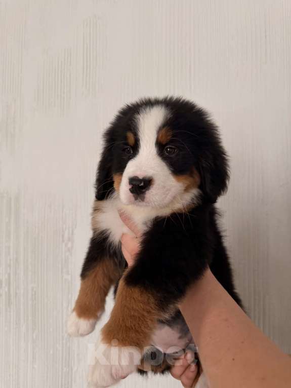 Собаки в других городах Саратовской области: Продажа щенков Бернского Зенненхунда Мальчик, Бесплатно - фото 8