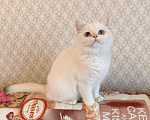 Кошки в Санкт-Петербурге: Золотые британские котята Девочка, 18 000 руб. - фото 6