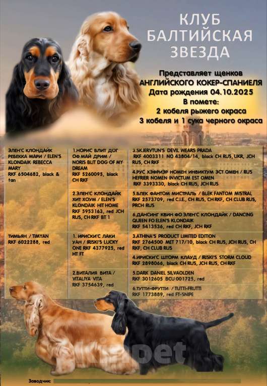 Собаки в Всеволожске: Английский кокер спаниель-щенок Мальчик, Бесплатно - фото 3