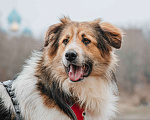 Собаки в Москве: Дюша - метис бордер-колли из приюта в добрые руки Мальчик, Бесплатно - фото 3