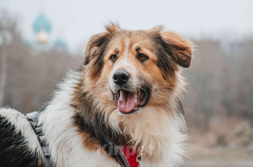 Собаки в Москве: Дюша - метис бордер-колли из приюта в добрые руки Мальчик, Бесплатно - фото 3