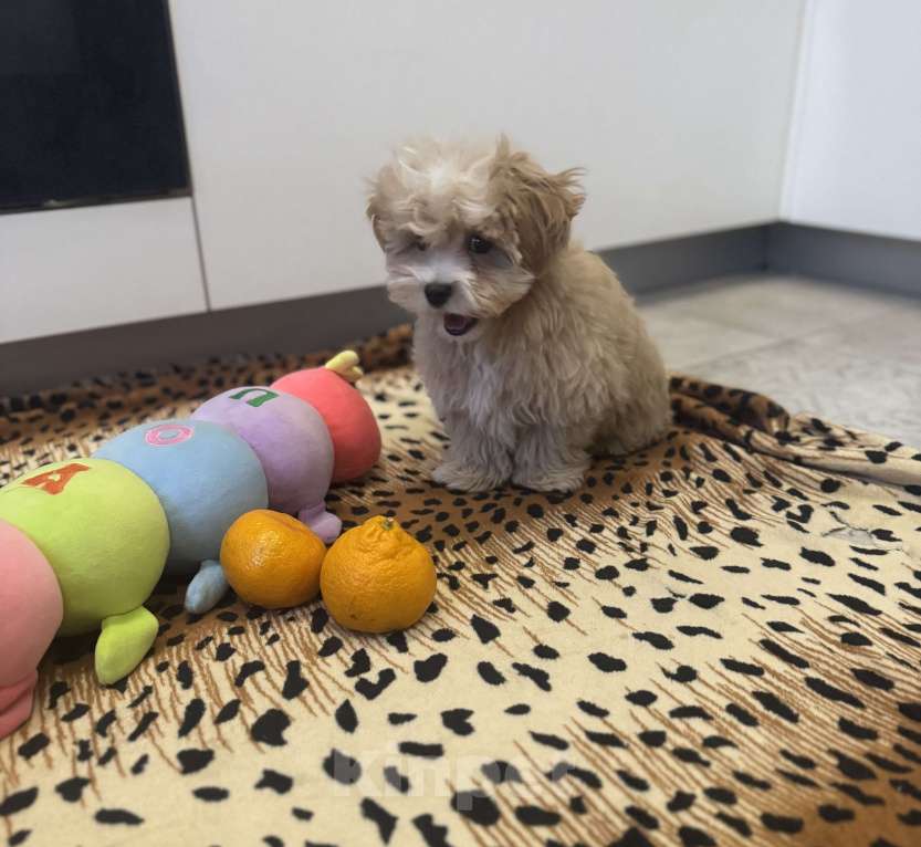 Собаки в Воронеже: Мальтипу мини ф1 Мальчик, 150 000 руб. - фото 2