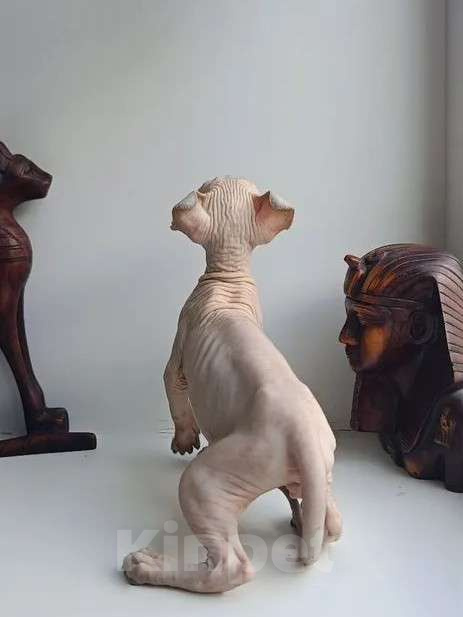 Кошки в Нефтекамске: Котенок Эльф Мальчик, 50 000 руб. - фото 3