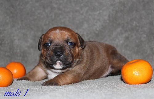 Щенки стаффордширский бультерьер