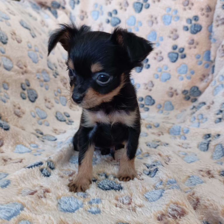 Собаки в Москве: Парис Мальчик, 55 000 руб. - фото 1