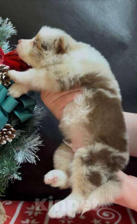 Собаки в других городах Московской области: Бордер колли шикарный голубоглазый мальчик Мальчик, 90 000 руб. - фото 3