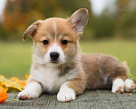 Собаки в Петергофе: Щенок Вельш-корги-пемброк  Мальчик, 70 000 руб. - фото 1