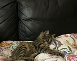 Кошки в Ростове-на-Дону: Котята. Мальчик и девочка. Девочка, Бесплатно - фото 4