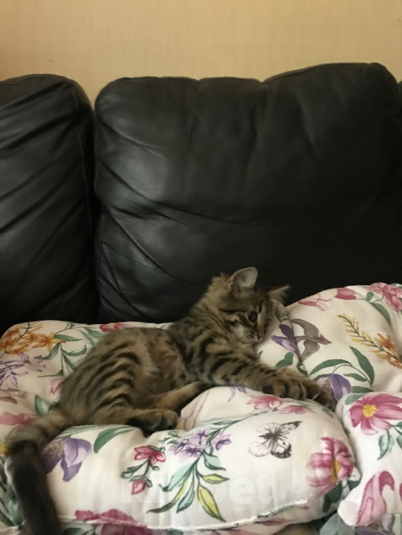 Кошки в Ростове-на-Дону: Котята. Мальчик и девочка. Девочка, Бесплатно - фото 4
