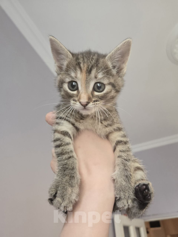 Кошки в Москве: Котенок Халва ищет дом Девочка, Бесплатно - фото 2