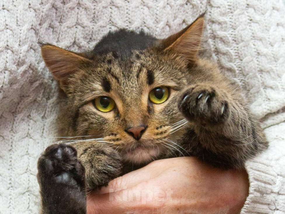 Кошки в Москве: Пушистый сибиряк Симба в добрые руки Мальчик, 1 руб. - фото 1