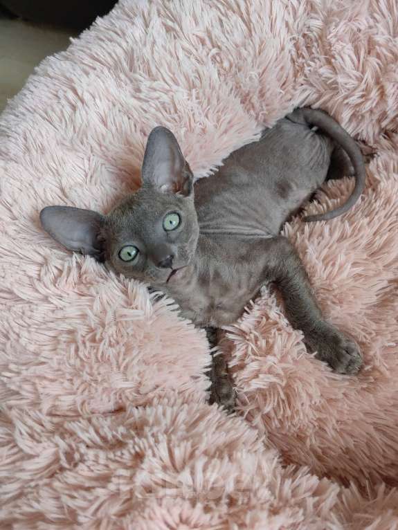 Кошки в Смоленске: Бархатный котенок Мальчик, 35 000 руб. - фото 5