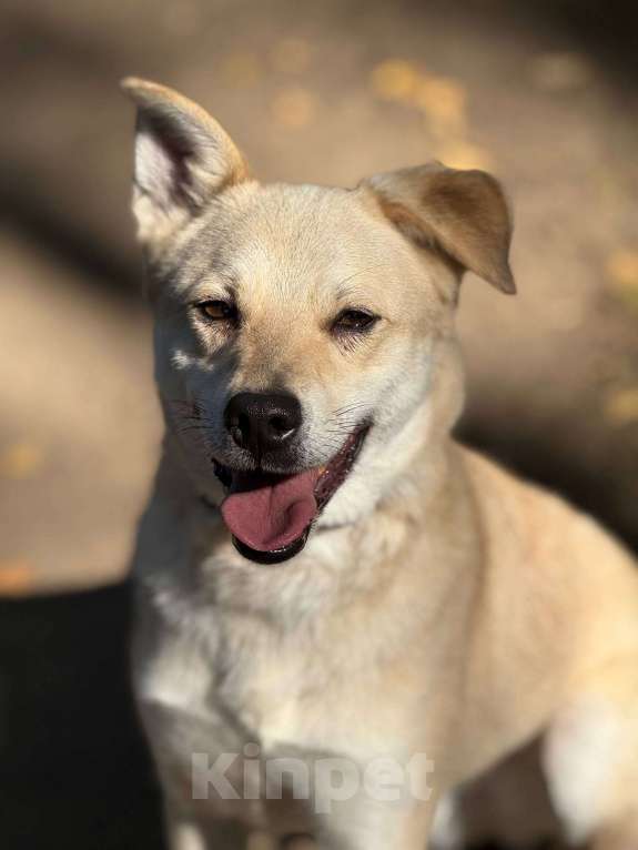 Собаки в Москве: Лунтик щенок с кривой лапкой Мальчик, Бесплатно - фото 2