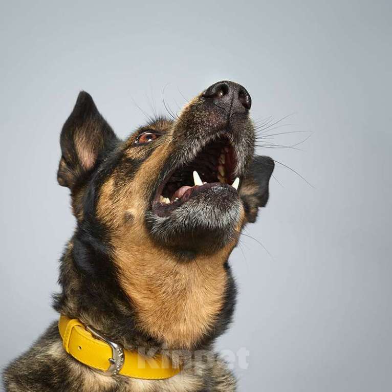 Собаки в Москве: Лютта Девочка, Бесплатно - фото 3