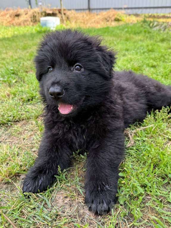 Собаки в других городах Московской области: Щенок немецкой овчарки черные Мальчик, 50 000 руб. - фото 2