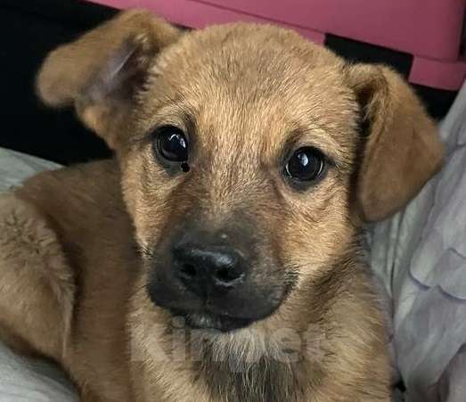 Собаки в Москве: Рыжий щенок Дэйл Мальчик, Бесплатно - фото 1