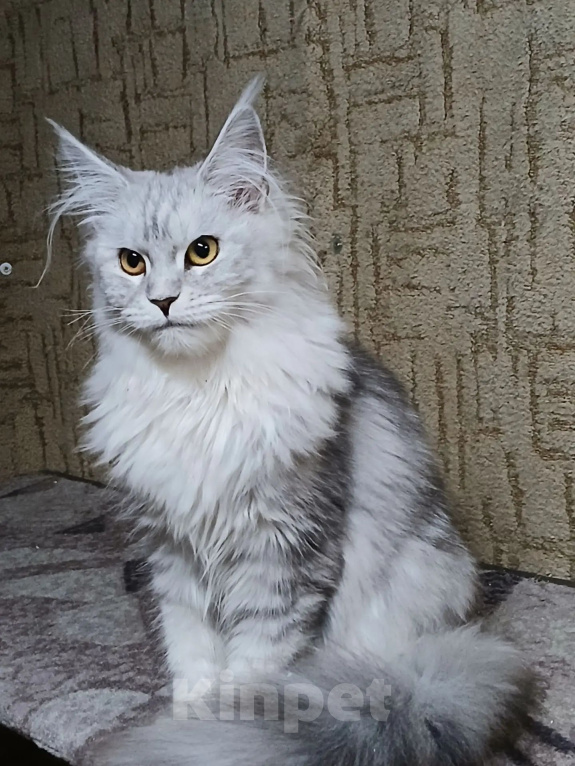 Кошки в других городах Волгоградской области: Продам котят Разнополые, Бесплатно - фото 6