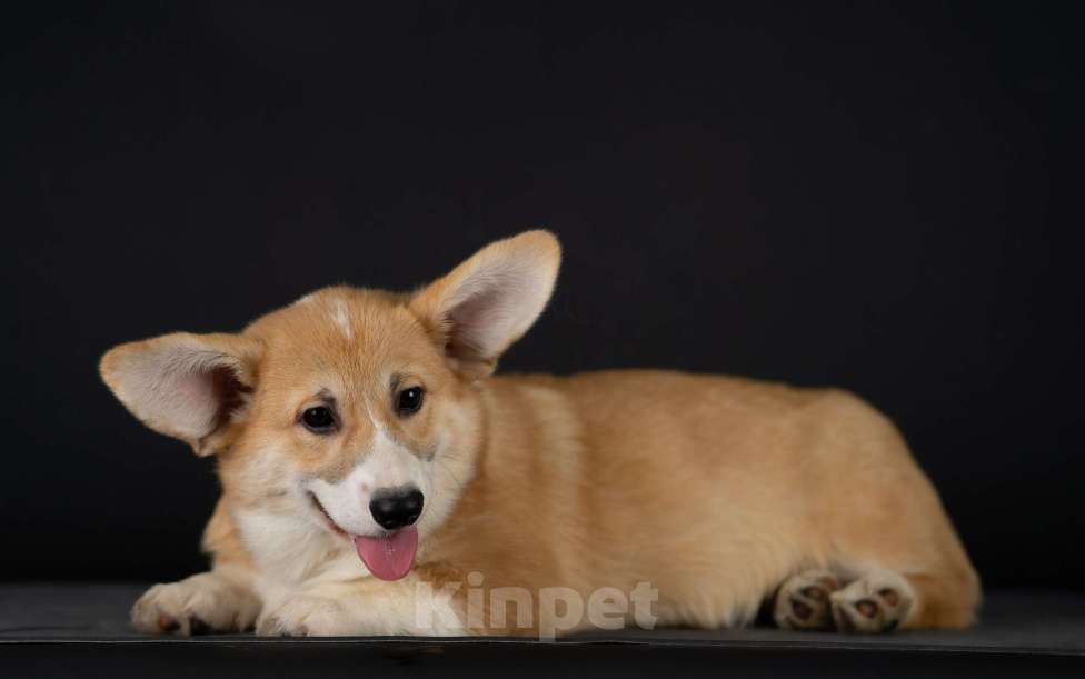 Собаки в Пензе: Юнона Девочка, Бесплатно - фото 3