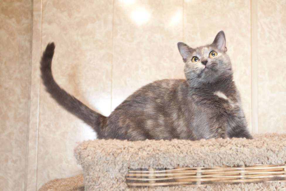 Кошки в Москве: Кошка голубо-кремового окраса в добрые руки  Девочка, Бесплатно - фото 3