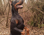 Собаки в Калуге: Доберман вязка, 1 руб. - фото 2