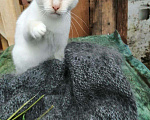 Кошки в Гагарине: В добрые руки, 100 руб. - фото 1