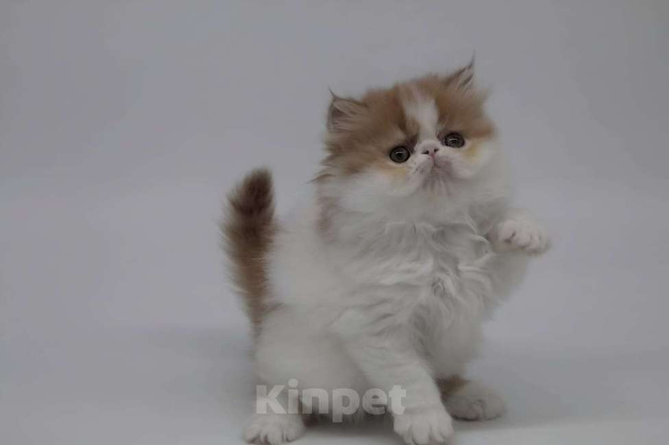 Кошки в Новокузнецке: Экзотические и персидские котята Девочка, Бесплатно - фото 9