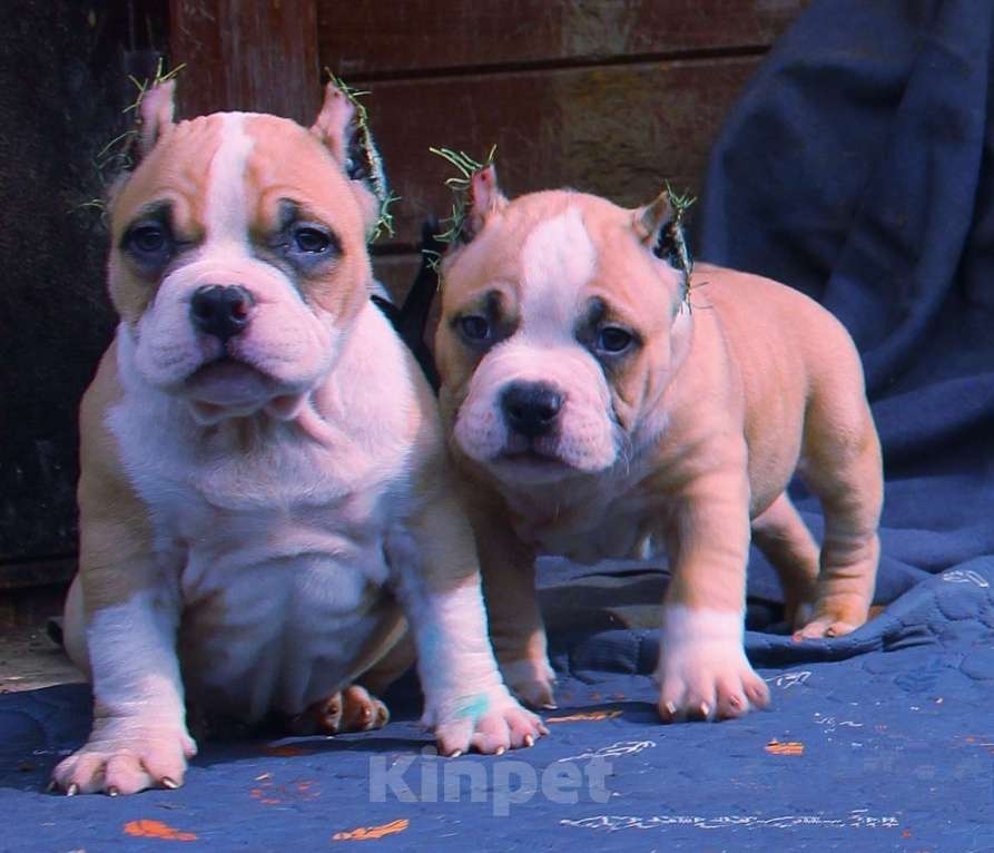 Собаки в других городах Ярославской области: Булли-малыши Девочка, 60 000 руб. - фото 6