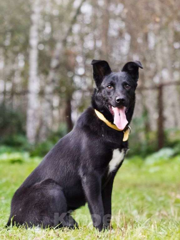 Собаки в Лосином-Петровском: Айна якутенок Девочка, Бесплатно - фото 5