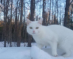 Кошки в Дмитрове: Кошечки стерилизованные  Девочка, Бесплатно - фото 5
