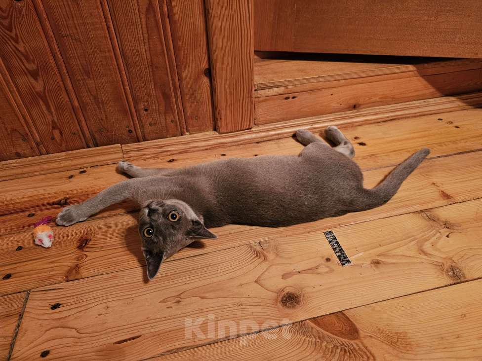 Кошки в Москве: Голубой бурманский котенок Мальчик, 1 000 руб. - фото 10