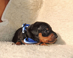 Собаки в Искитиме: Цвергпинчеры Мальчик, 45 000 руб. - фото 1