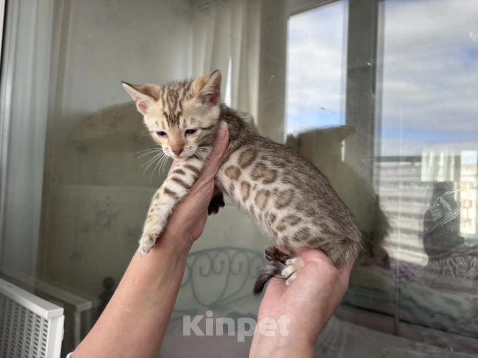 Кошки в Санкт-Петербурге: Бенгальский котёнок Мальчик, 55 000 руб. - фото 5