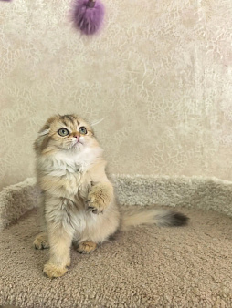 Котенок