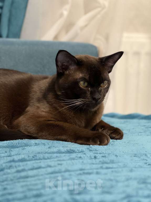 Кошки в Химках: Бурманский котик приглашает на свидание  Мальчик, 6 000 руб. - фото 4