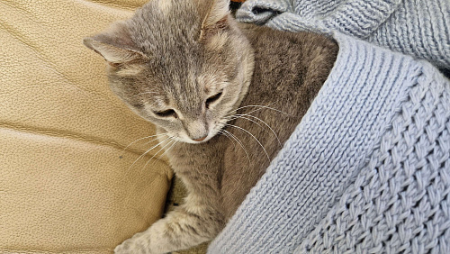 Кошечка Плюшечка ищет дом