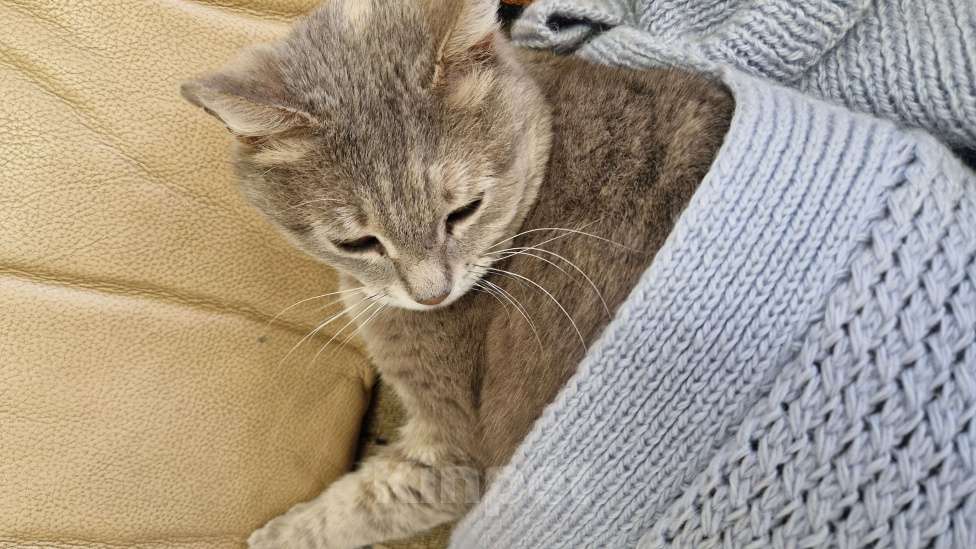 Кошки в Волжском: Кошечка Плюшечка ищет дом Девочка, Бесплатно - фото 1