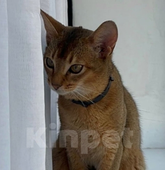 Кошки в Черкесске: Пропал Абиссинец Мальчик, 5 000 руб. - фото 1
